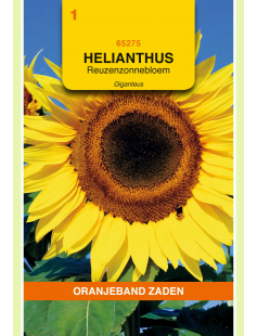 OBZ HELIANTHUS, ZONNEBLOEM GIGANTEUS