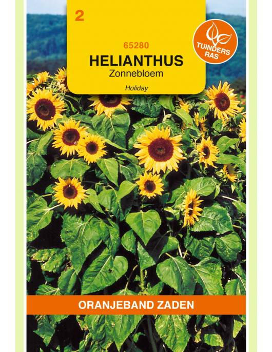 OBZ HELIANTHUS, ZONNEBLOEM HOLIDAY OBZ HELIANTHUS, ZONNEBLOEM HOLIDAY