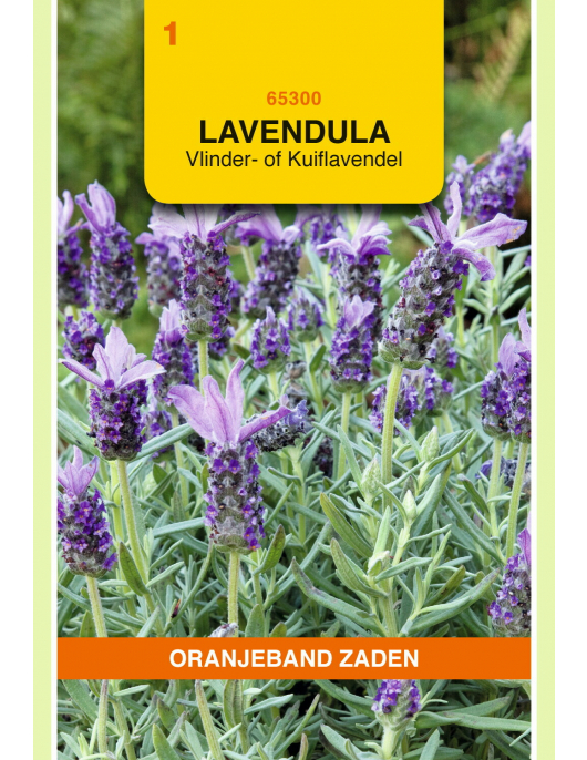 OBZ LAVENDEL, VLINDER- OF KUIFLAVENDEL