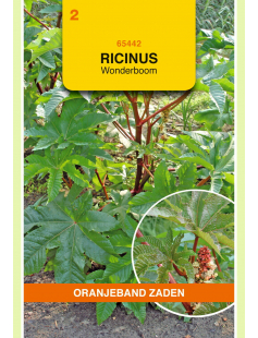 OBZ RICINUS, WONDERBOOM GEMENGD