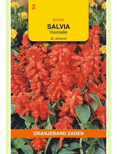 OBZ SALVIA, VUURSALIE ST JANSVUUR
