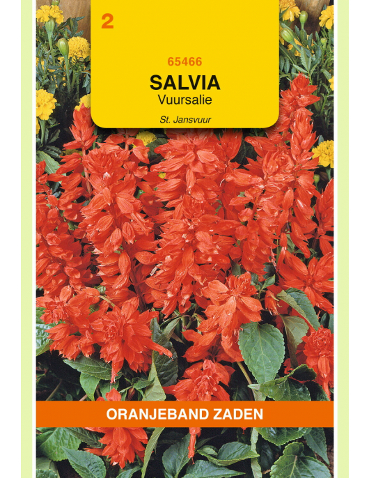 OBZ SALVIA, VUURSALIE ST JANSVUUR