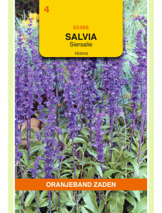 OBZ SALVIA, SIERSALIE VICTORIA DONKERBLAUW