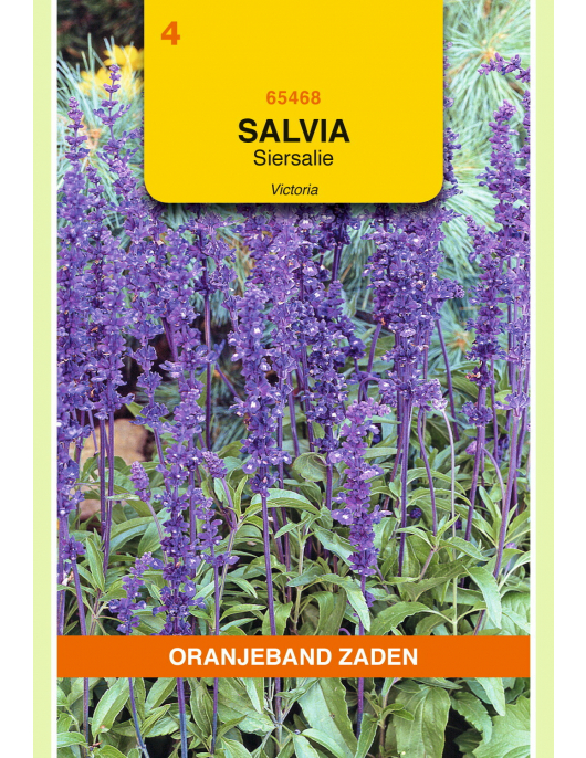 OBZ SALVIA, SIERSALIE VICTORIA DONKERBLAUW
