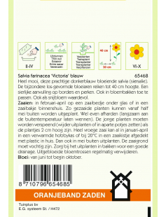 OBZ SALVIA, SIERSALIE VICTORIA DONKERBLAUW