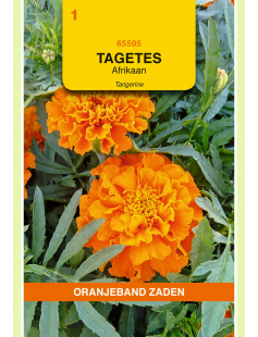 OBZ TAGETES, AFRIKAAN TANGERINE