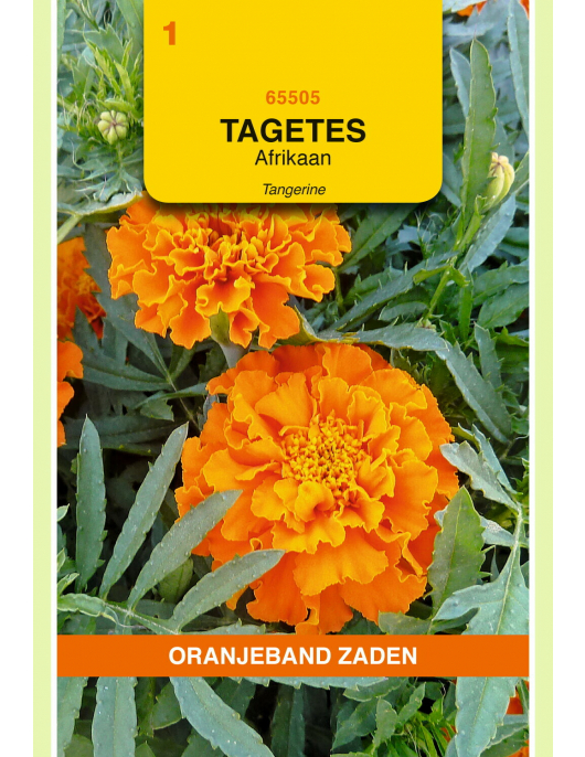 OBZ TAGETES, AFRIKAAN TANGERINE