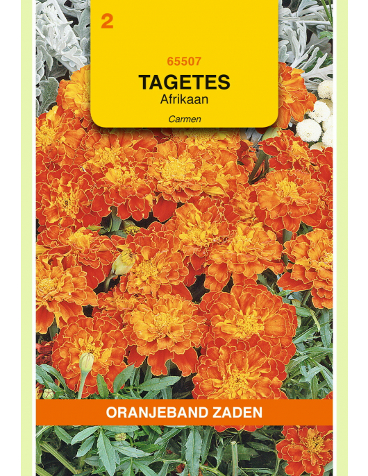 OBZ TAGETES, AFRIKAAN CARMEN