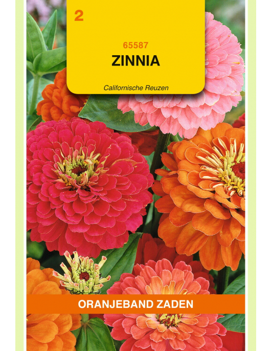 OBZ ZINNIA CALIFORNISCHE REUZEN GEMENGD
