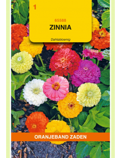 OBZ ZINNIA DAHLIABLOEMIG GEMENGD