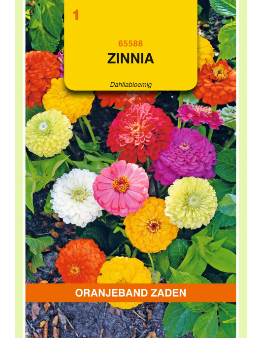 OBZ ZINNIA DAHLIABLOEMIG GEMENGD OBZ ZINNIA DAHLIABLOEMIG GEMENGD