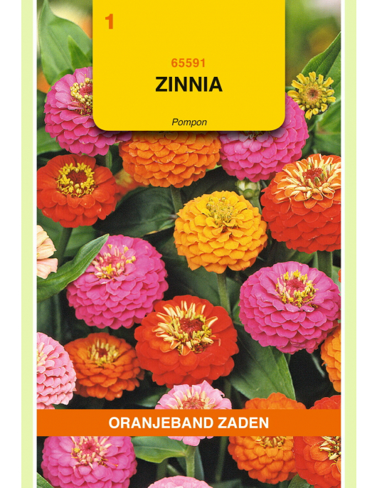OBZ ZINNIA POMPON GEMENGD