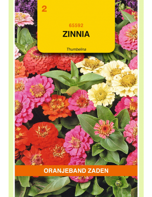 OBZ ZINNIA THUMBELINA GEMENGD