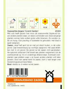 OBZ GYPSOPHILA, GIPSKRUID COVENT GARDEN