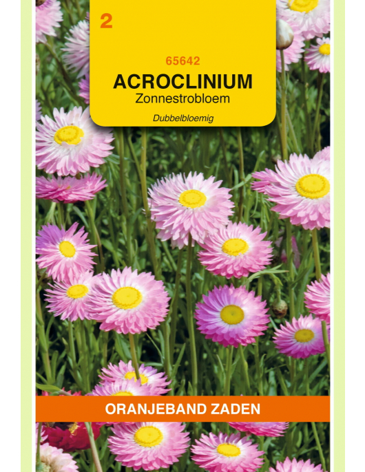 OBZ ACROCLINIUM, ZONNESTROBLOEM DUBBELBLOEMIG GEMENGD