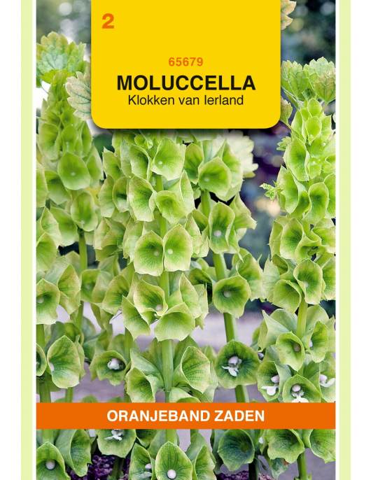 OBZ MOLUCCELLA, KLOKKEN VAN IERLAND