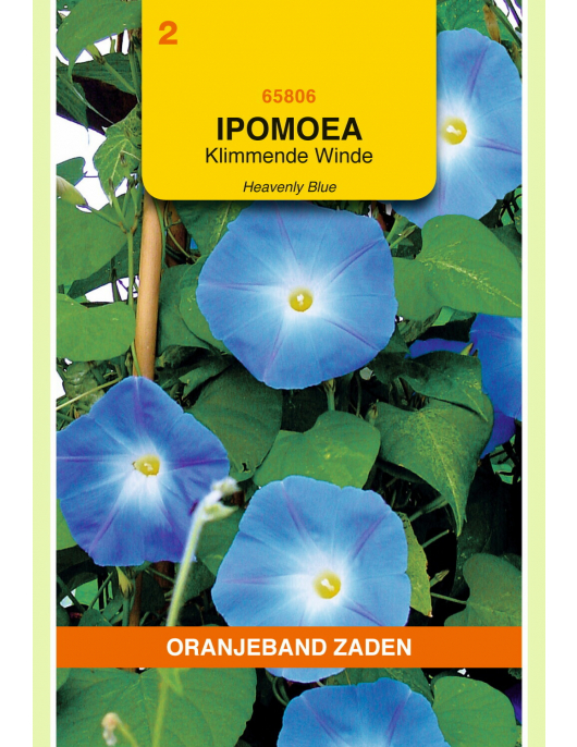 OBZ IPOMOEA, KLIMMENDE WINDE HEAVENLY BLUE OBZ IPOMOEA, KLIMMENDE WINDE HEAVENLY BLUE