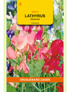 OBZ LATHYRUS, REUK- OF SIERERWT COLORAMA GEMENGD