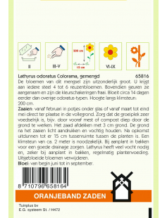 OBZ LATHYRUS, REUK- OF SIERERWT COLORAMA GEMENGD