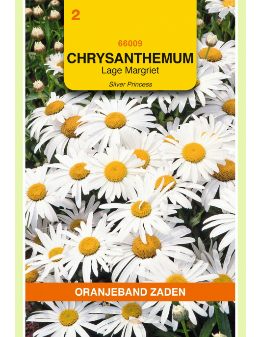 OBZ CHRYSANTHEMUM, LAGE MARGRIET SILVER PRINCESS