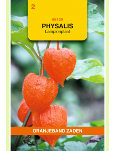OBZ PHYSALIS, LAMPIONPLANT