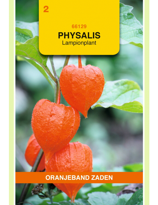 OBZ PHYSALIS, LAMPIONPLANT OBZ PHYSALIS, LAMPIONPLANT