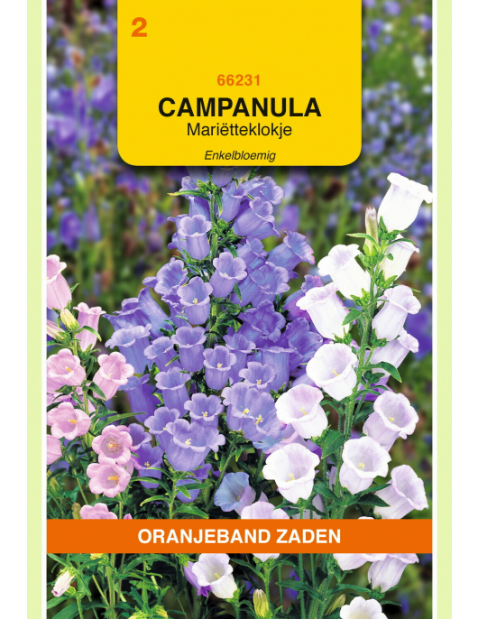 OBZ CAMPANULA, MARIETTEKLOKJE ENKELBLOEMIG GEMENGD OBZ CAMPANULA, MARIETTEKLOKJE ENKELBLOEMIG GEMENGD