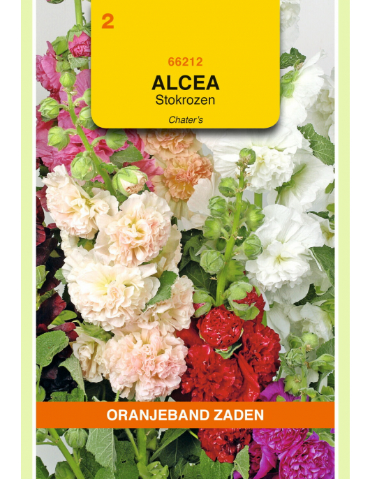 OBZ ALTHAEA (ALCAEA), STOKROOS CHATER'S GEMENGD OBZ ALTHAEA (ALCAEA), STOKROOS CHATER'S GEMENGD