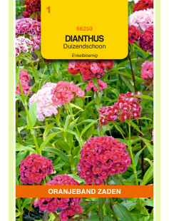 OBZ DIANTHUS, DUIZENDSCHOON ENKELBLOEMIG GEMENGD