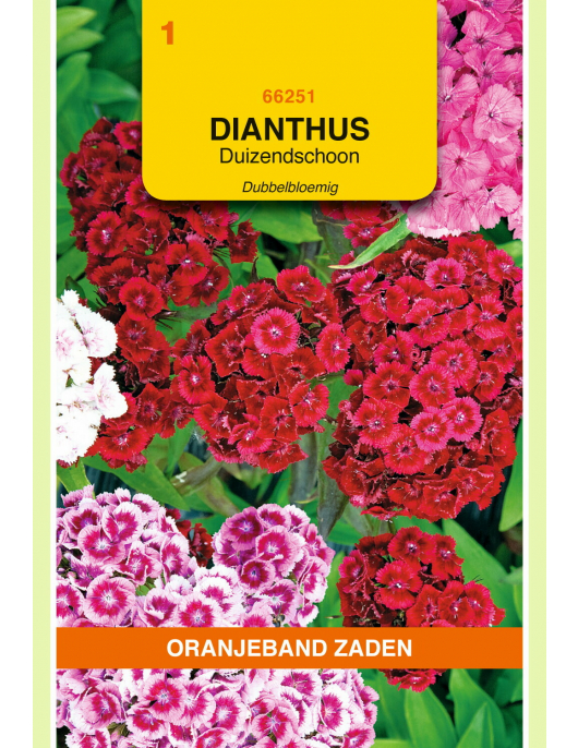 OBZ DIANTHUS, DUIZENDSCHOON DUBBELBLOEMIG GEMENGD