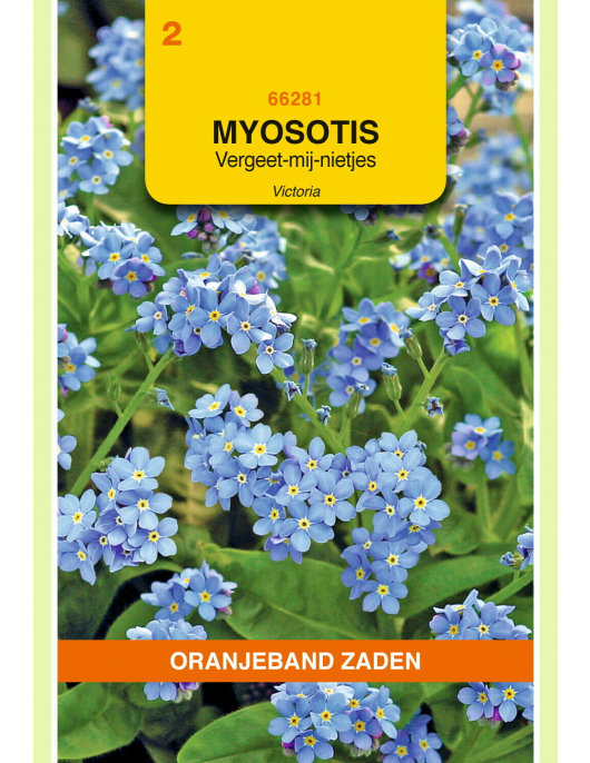 OBZ MYOSOTIS, VERGEET-MIJ-NIET VICTORIA, BLAUW OBZ MYOSOTIS, VERGEET-MIJ-NIET VICTORIA, BLAUW