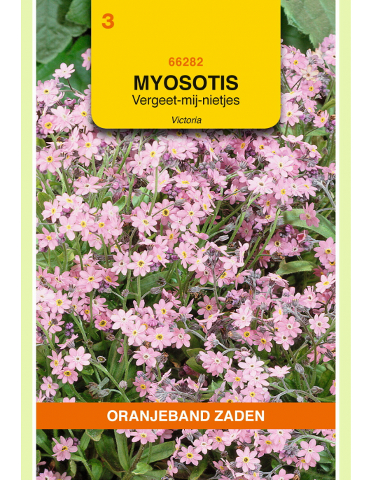OBZ MYOSOTIS, VERGEET-MIJ-NIET VICTORIA, ROZE