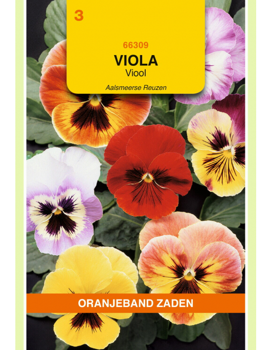 OBZ VIOLA, VIOOL AALSMEERSE REUZEN GEMENGD