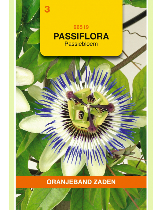 OBZ PASSIFLORA, PASSIEBLOEM