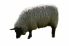 Geiten & schapen