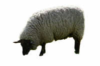 Schapen en Geiten